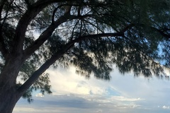 Casuarina equisetifolia