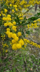 Acacia paradoxa