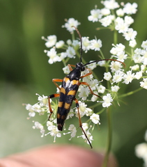 Strangalia attenuata