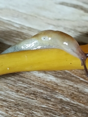 Malacolimax