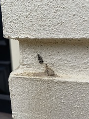 Scoparia exhibitalis