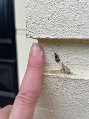 Scoparia exhibitalis