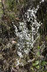Leucopogon microphyllus pilibundus