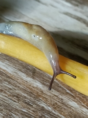 Malacolimax