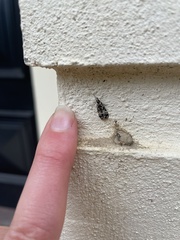 Scoparia exhibitalis