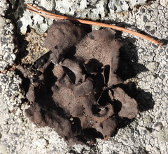 Umbilicaria polyphylla