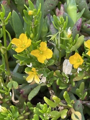 Roepera billardierei