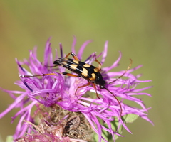 Strangalia attenuata
