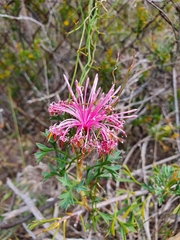 Isopogon dubius