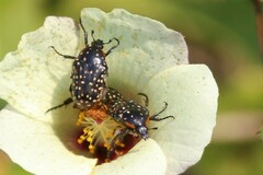 Oxythyrea marginalis