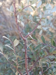 Salix repens argentea