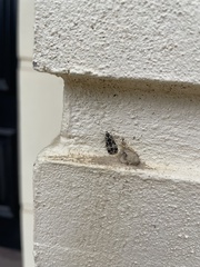 Scoparia exhibitalis