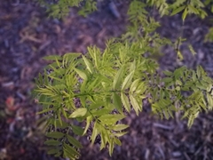 Fraxinus angustifolia