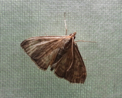 Anania fuscalis