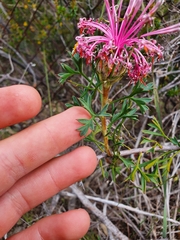 Isopogon dubius