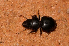 Euryscaphus obesus