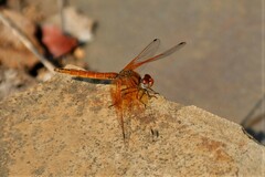 Trithemis kirbyi