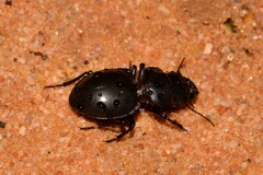 Euryscaphus obesus