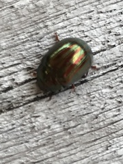 Chrysolina americana