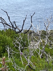 Malurus