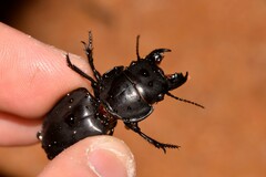 Euryscaphus obesus