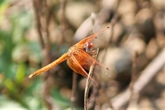 Trithemis kirbyi