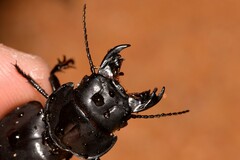 Euryscaphus obesus