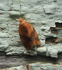 Clepsis neglectana