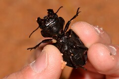 Euryscaphus obesus