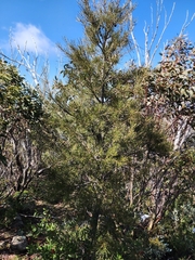 Hakea lissosperma