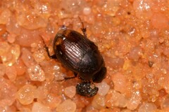 Onthophagus