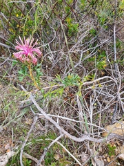 Isopogon dubius