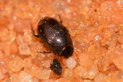 Onthophagus