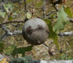 Andricus quercustozae