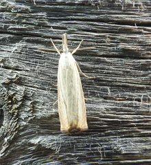 Chrysoteuchia culmella
