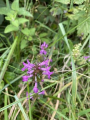 Stachydeae