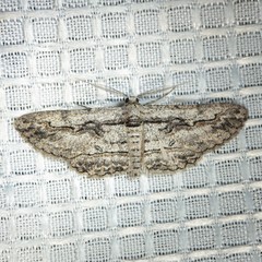 Iridopsis obliquaria