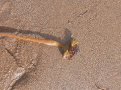 Saccorhiza polyschides