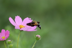 Macroglossum bombylans