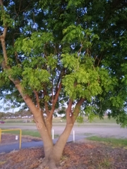 Fraxinus angustifolia