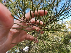 Hakea lissosperma