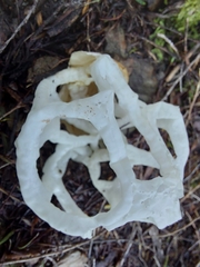 Ileodictyon cibarium