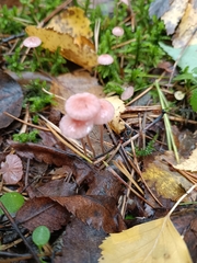 Mycena rosella