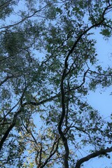 Eucalyptus melanophloia