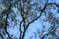 Eucalyptus melanophloia