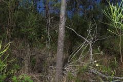 Corymbia tessellaris