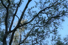 Eucalyptus melanophloia