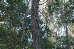 Eucalyptus melanophloia
