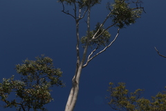 Corymbia tessellaris