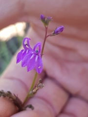 Lobelia urens